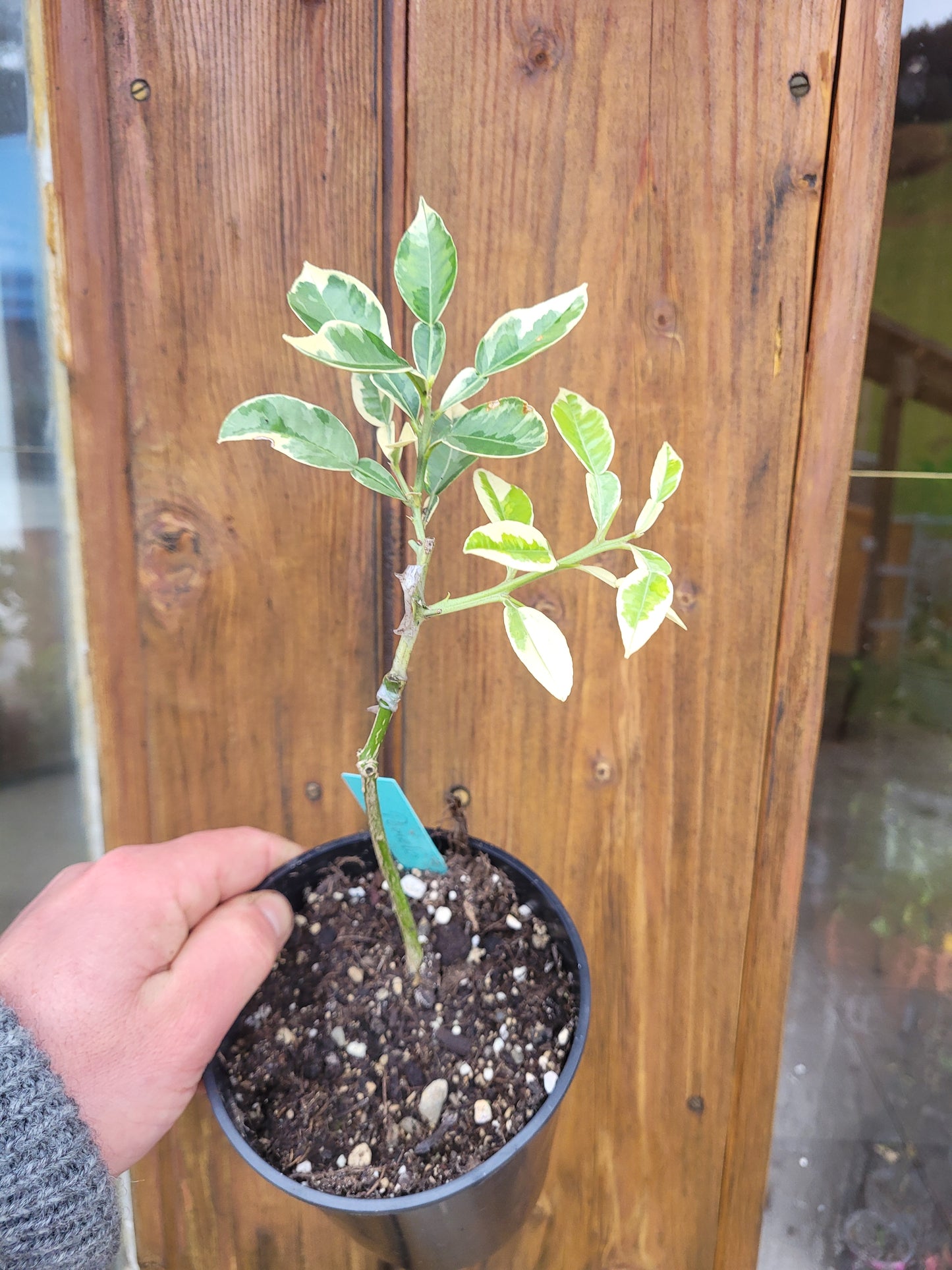Citrus maxima variegata