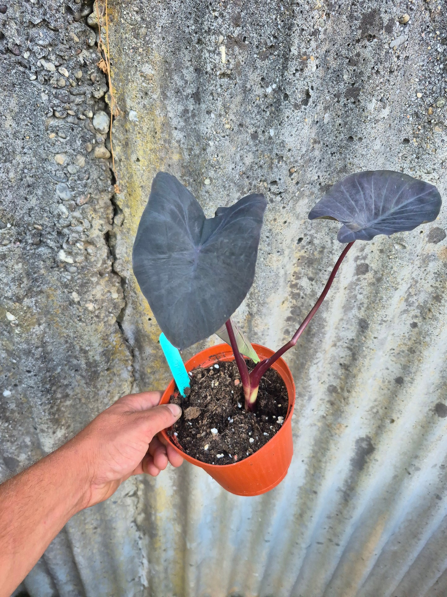 Colocasia Psylocke