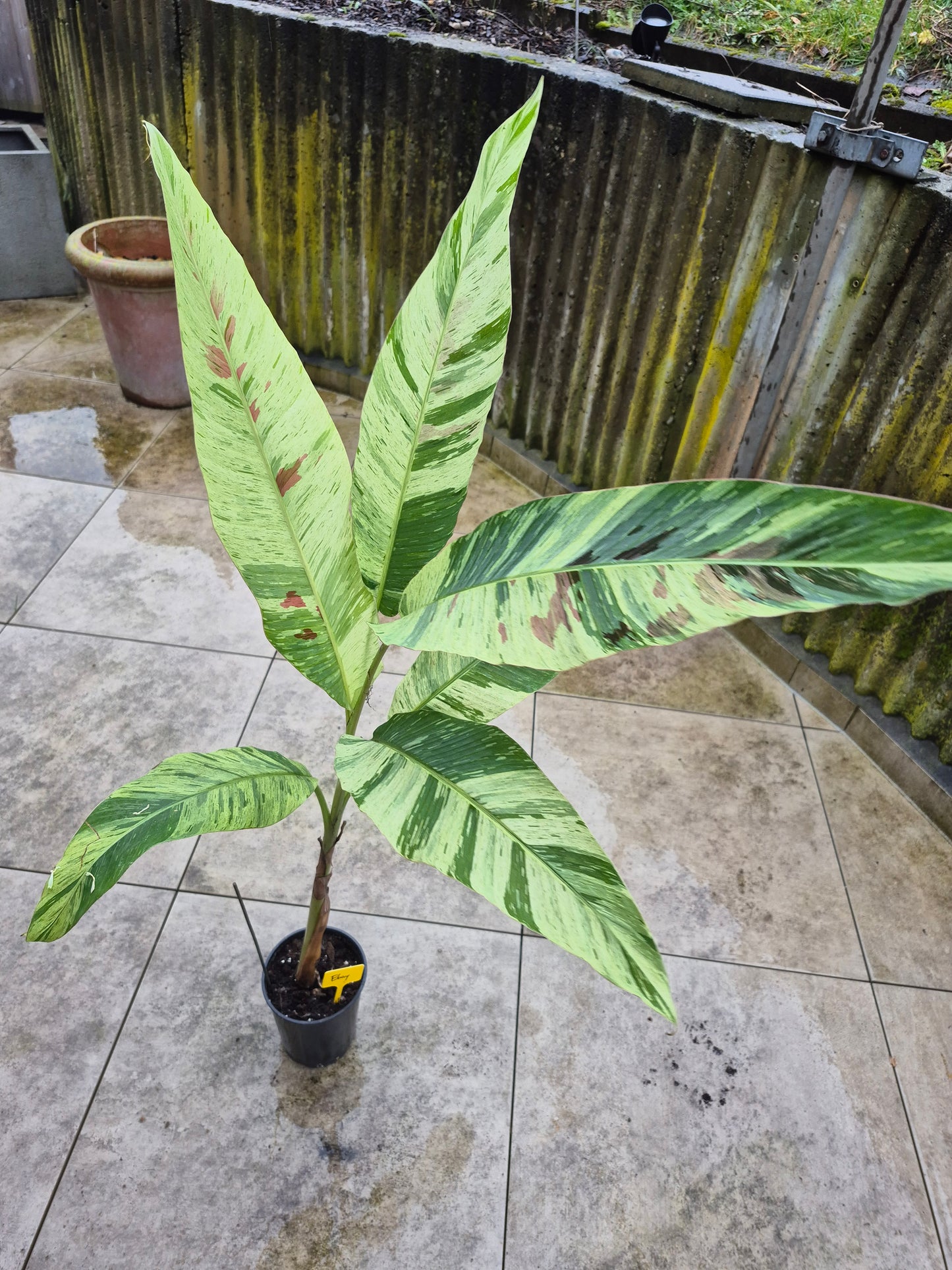 Musa acuminata  Mint variegata