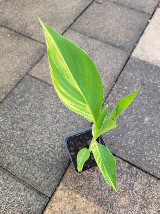 Musa papua Yellow Variegata