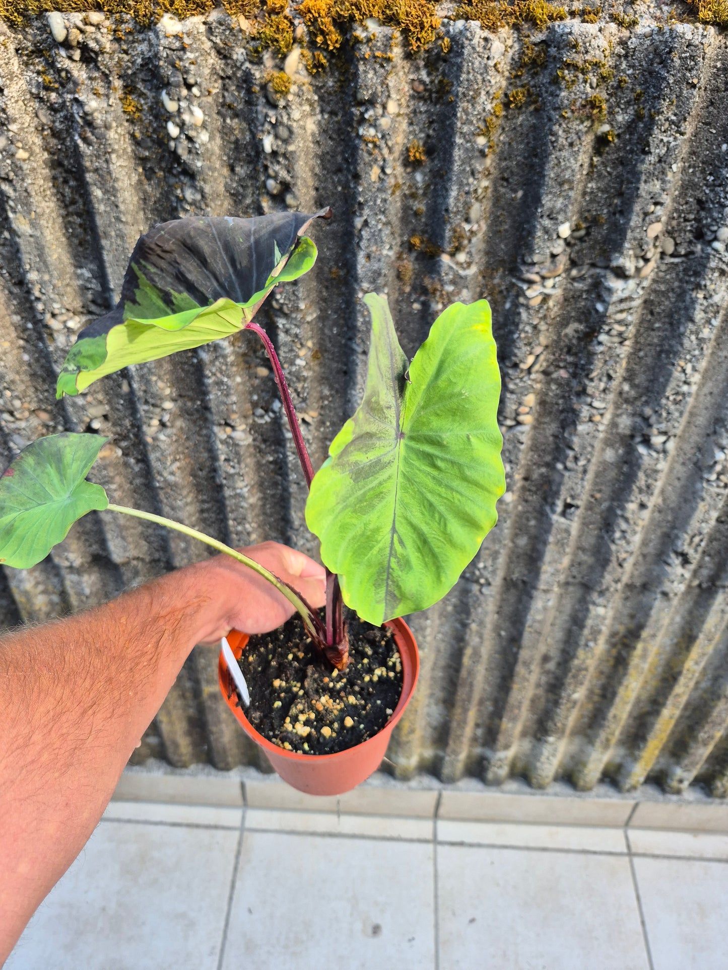 Colocasia Star Light