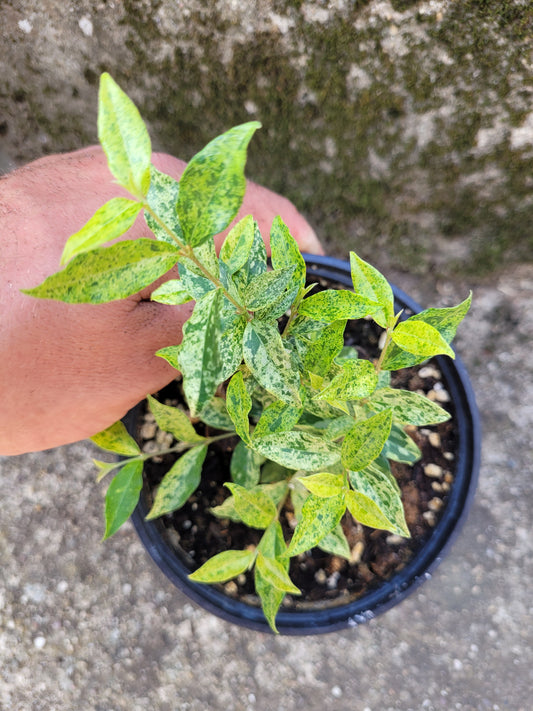 Acerola variegata