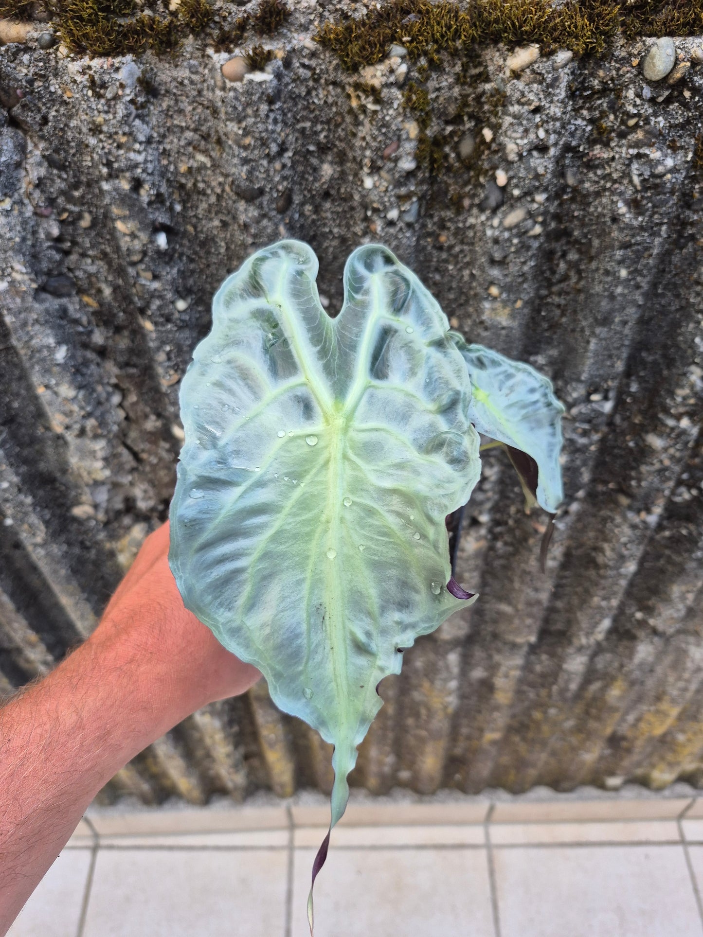 Alocasia Venom XL Pflanze 2