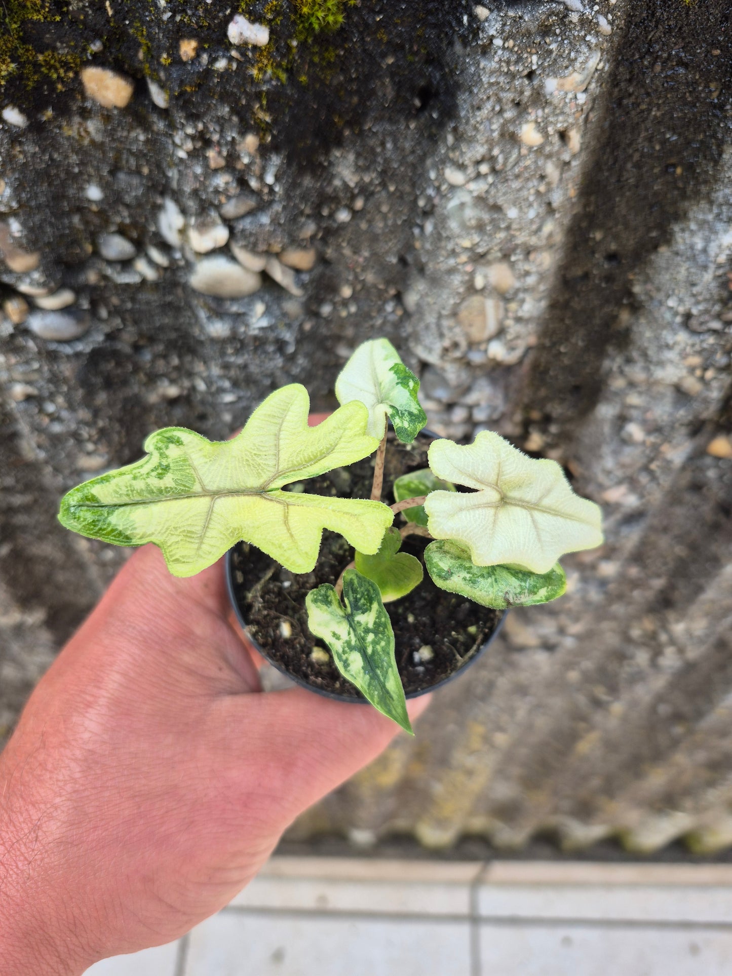 Alocasia Jacklyn Variegata 1