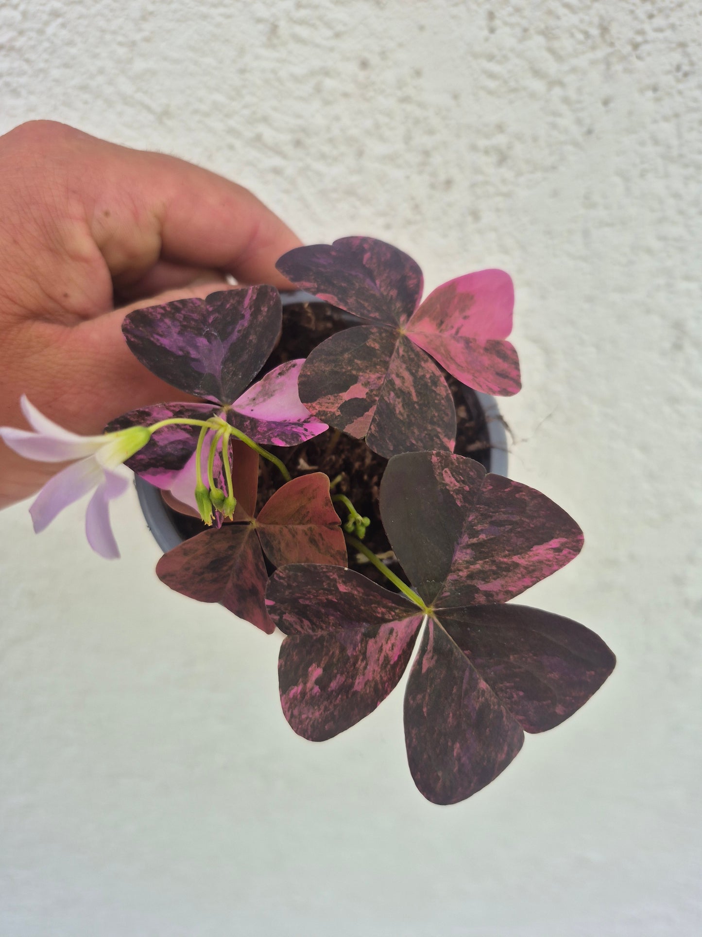 Oxalis triangularis Variegata