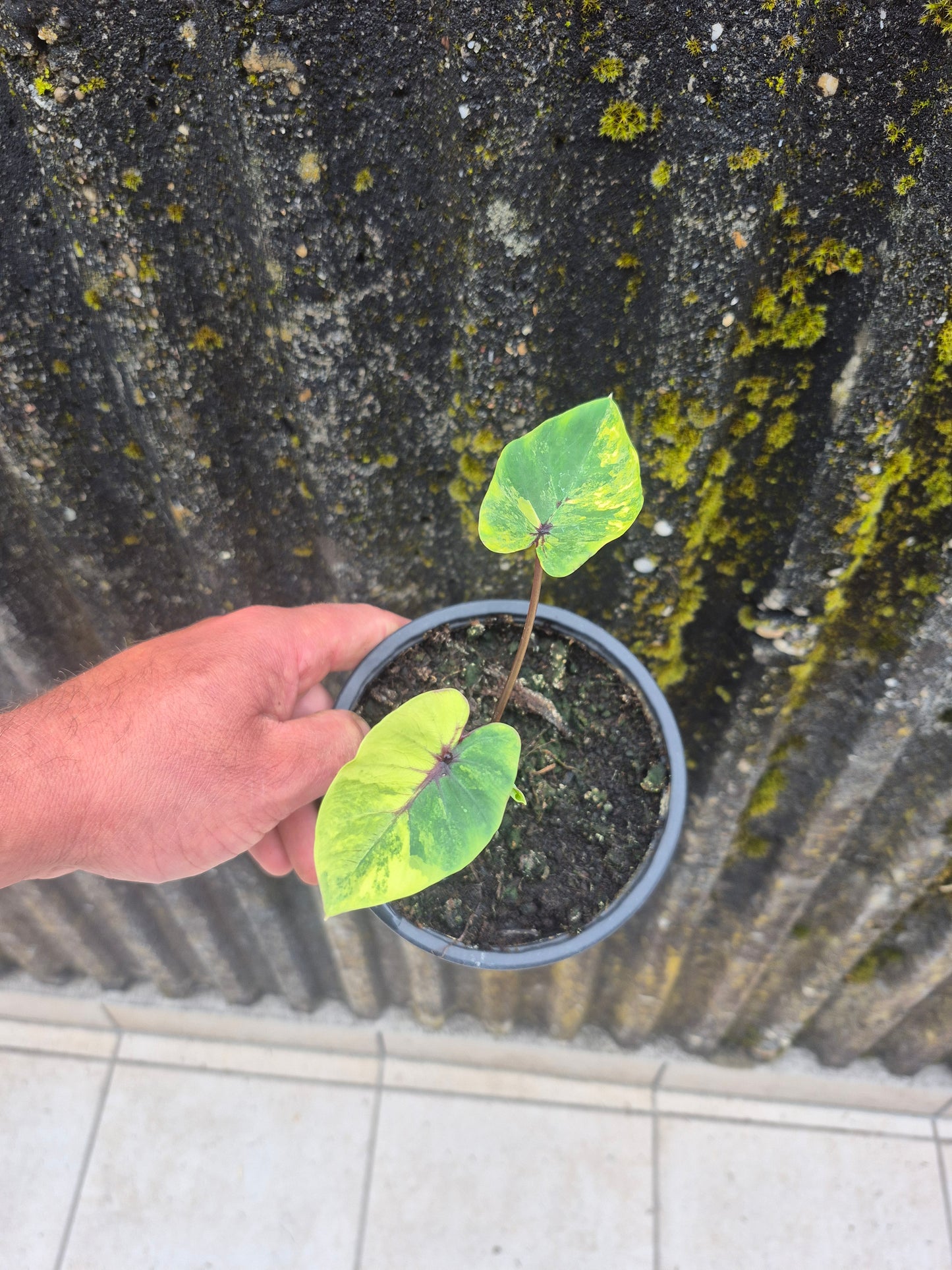 Colocasia PM Variegata