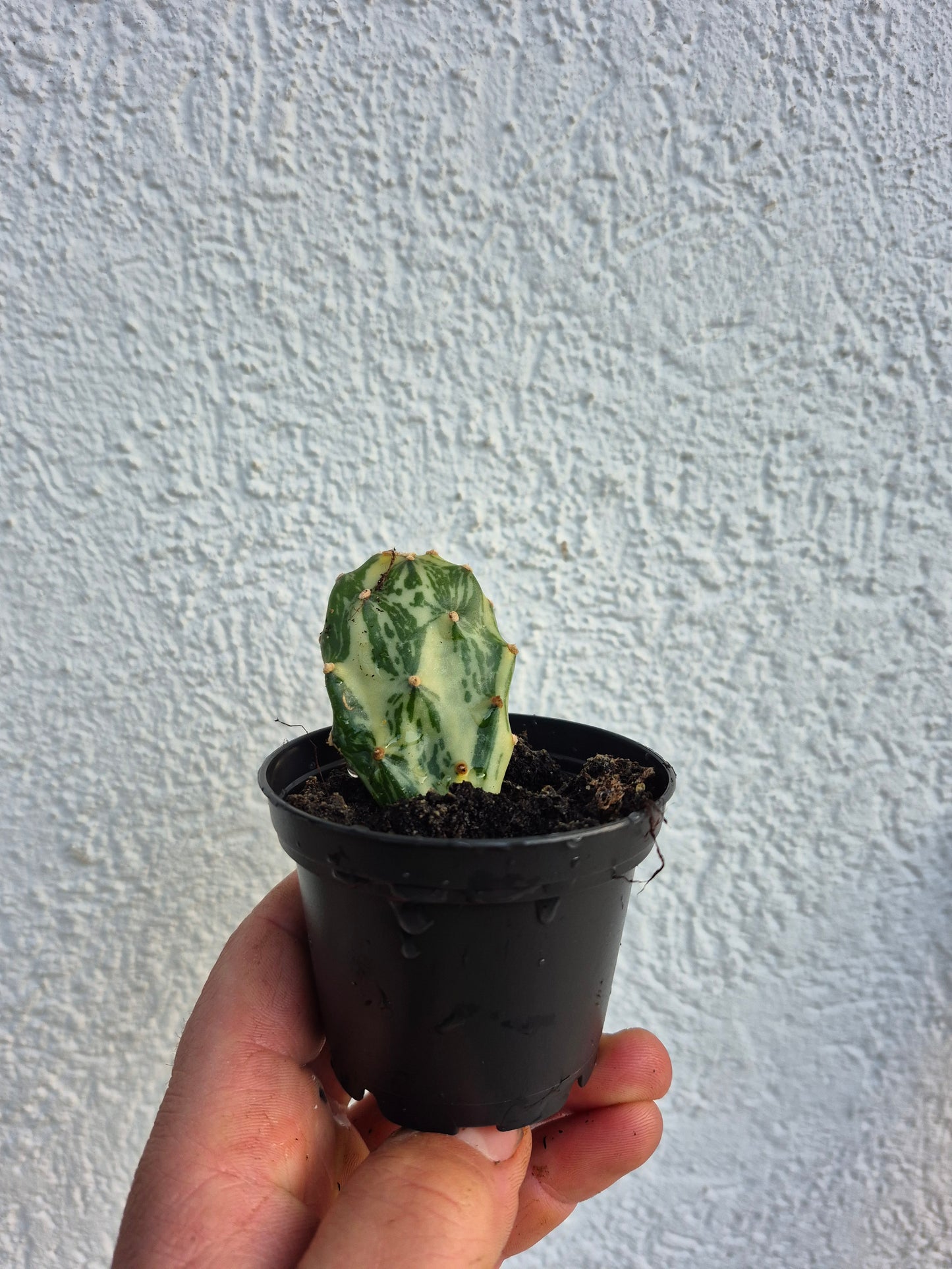Opuntia Jamaicensis Variegata