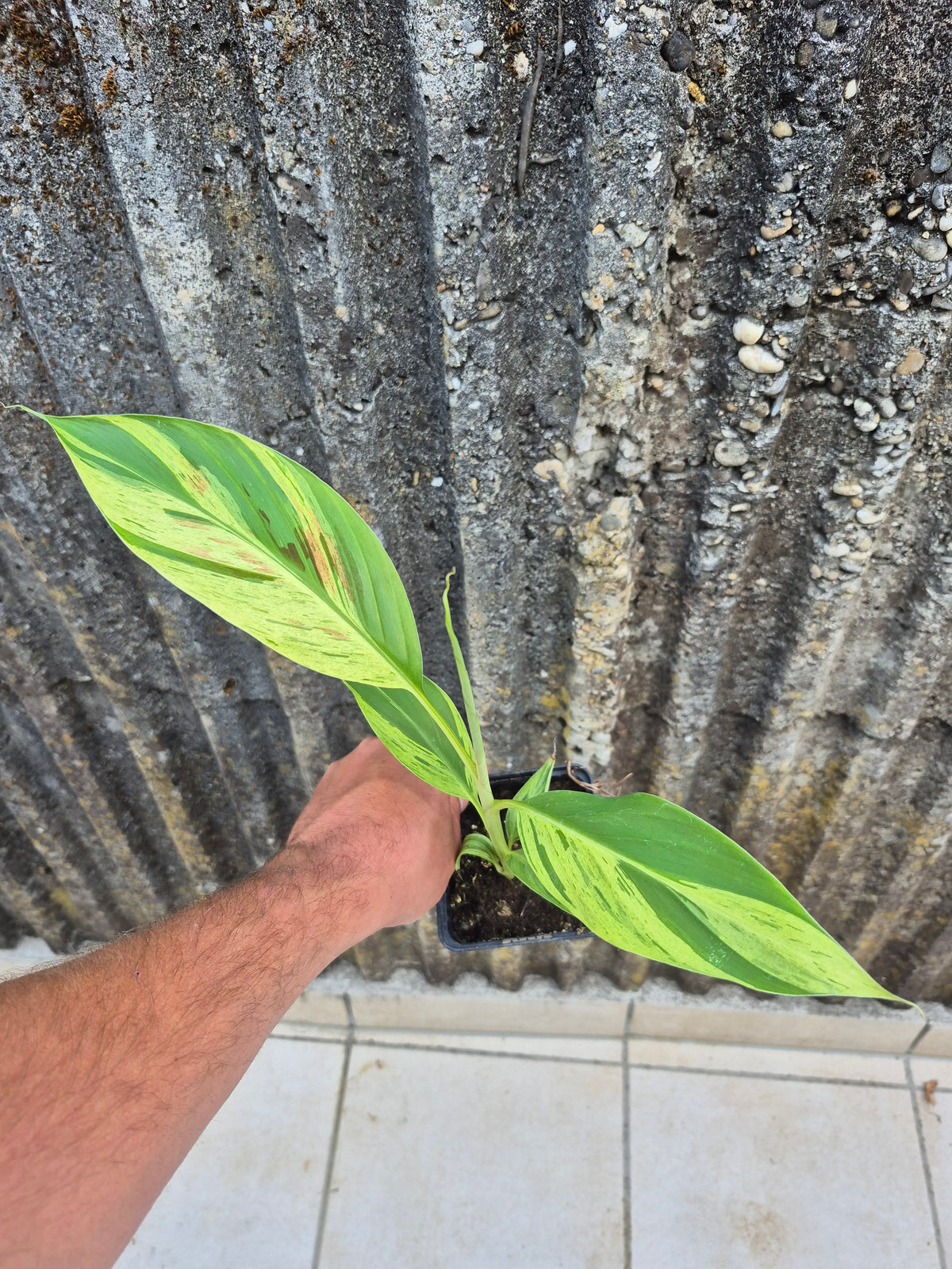 Musa acuminata  Mint variegata