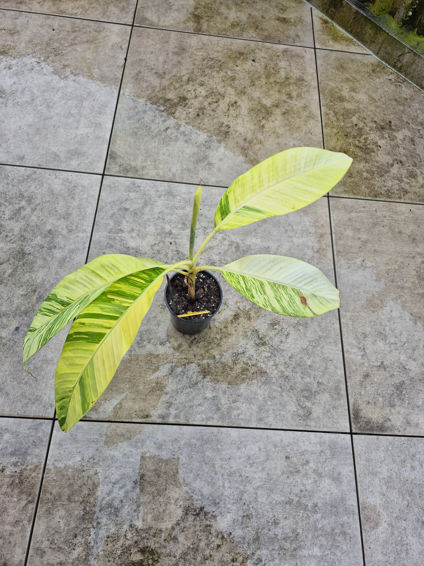 Musa papua Yellow Variegata