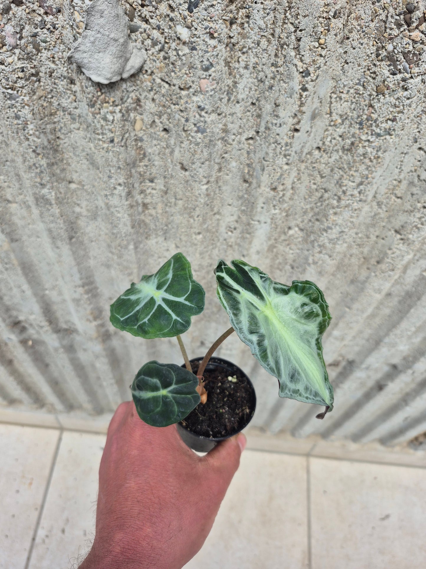 Alocasia Venom 2