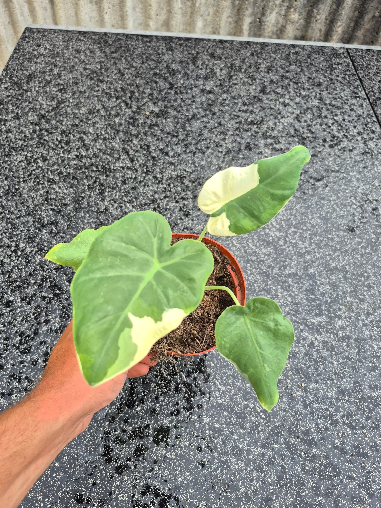 Leucocasia gigantea