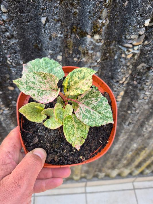Knöterrich Variegata