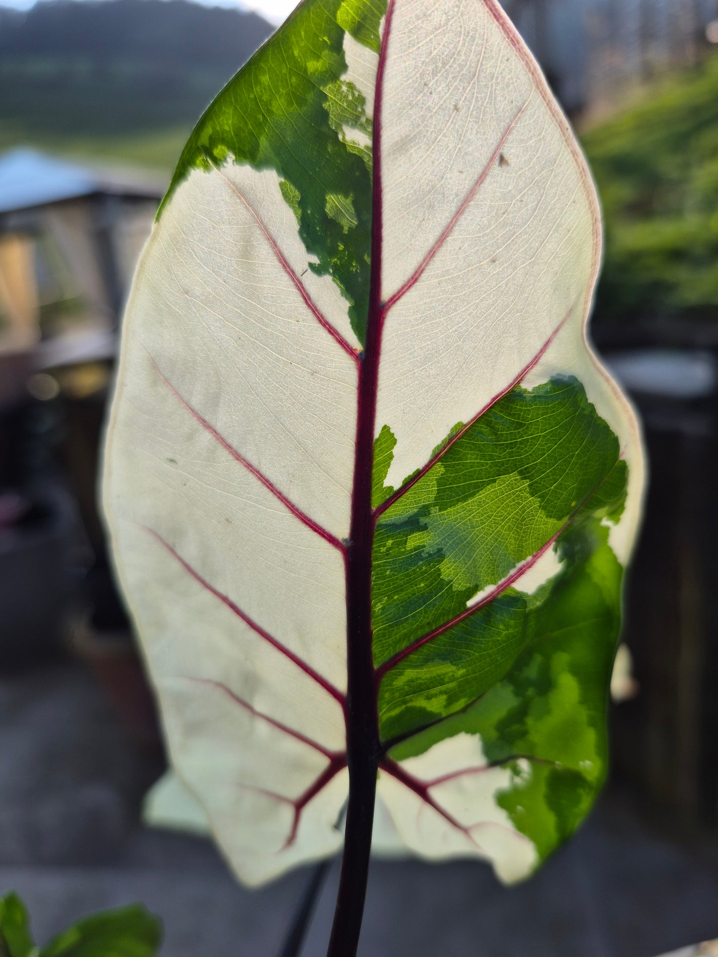 Alocasia Macrorrhizos Black Stem variegata 1 Rhizom