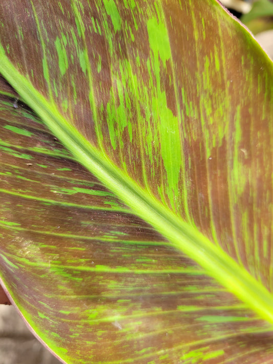 Musa Flower Tiger