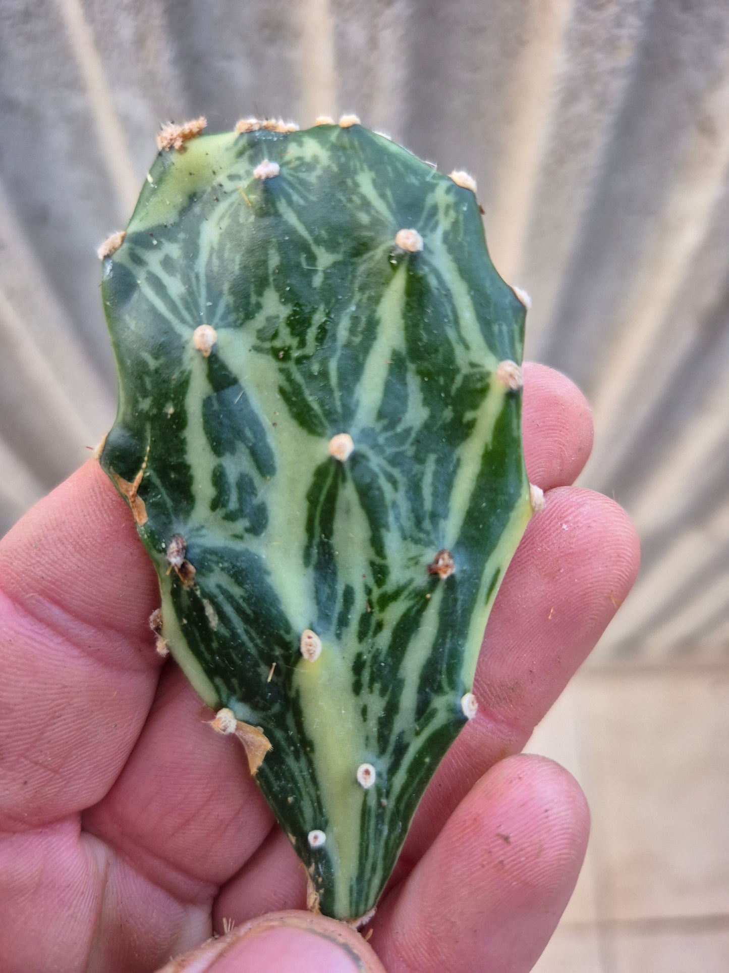 Opuntia Jamaicensis Variegata 1 Steckling
