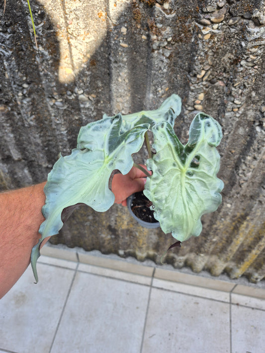 Alocasia Venom XL Pflanze 2