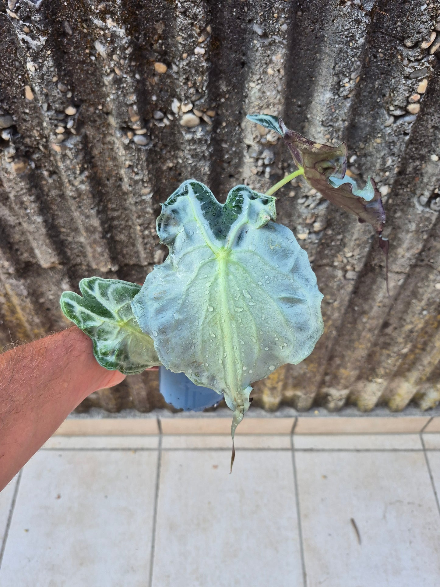 Alocasia Venom XL Pflanze 3