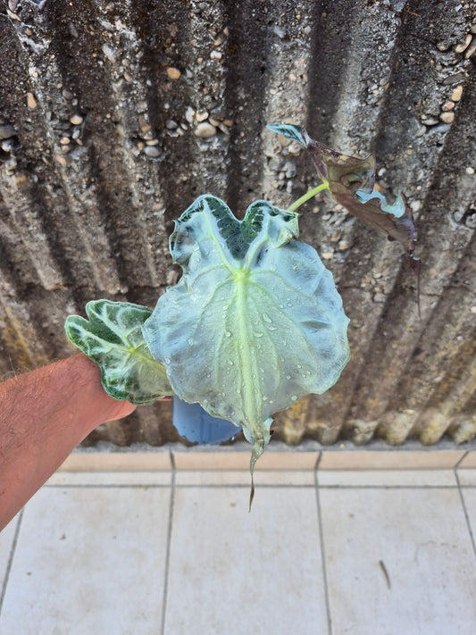 Alocasia Venom XL Pflanze 3