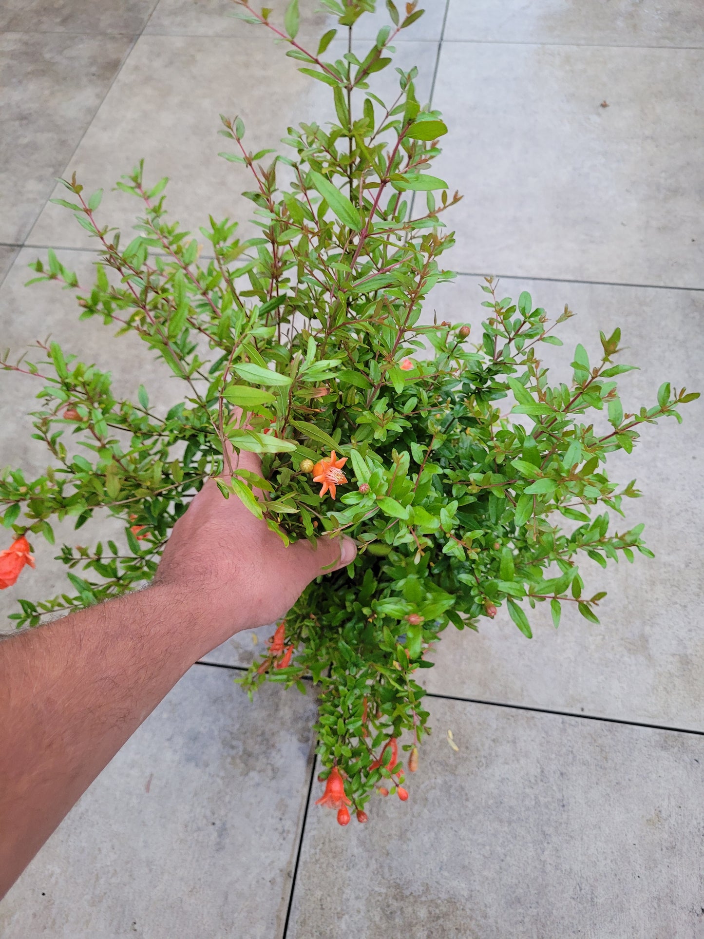 Punica granatum Nana XL