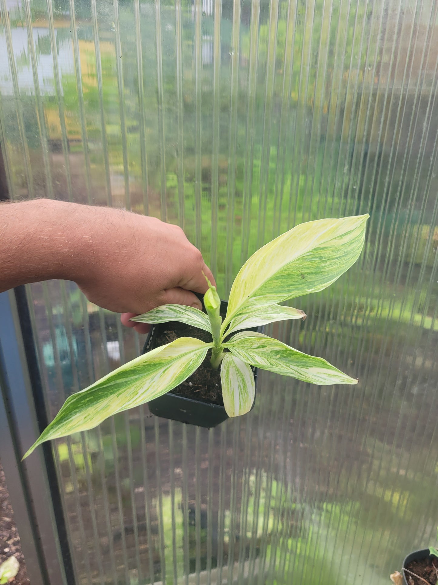 Musa cola variegata 5 Samen