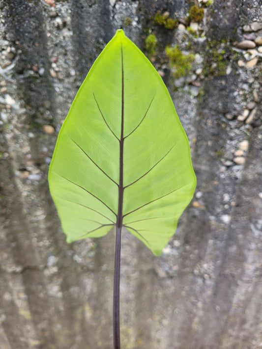 Alocasia macrorrhizos "Dark Star"