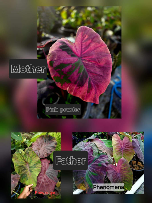 Colocasia Variegata 15 Samen