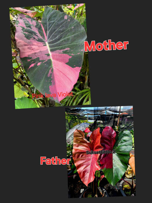 Colocasia Variegata 15 Samen