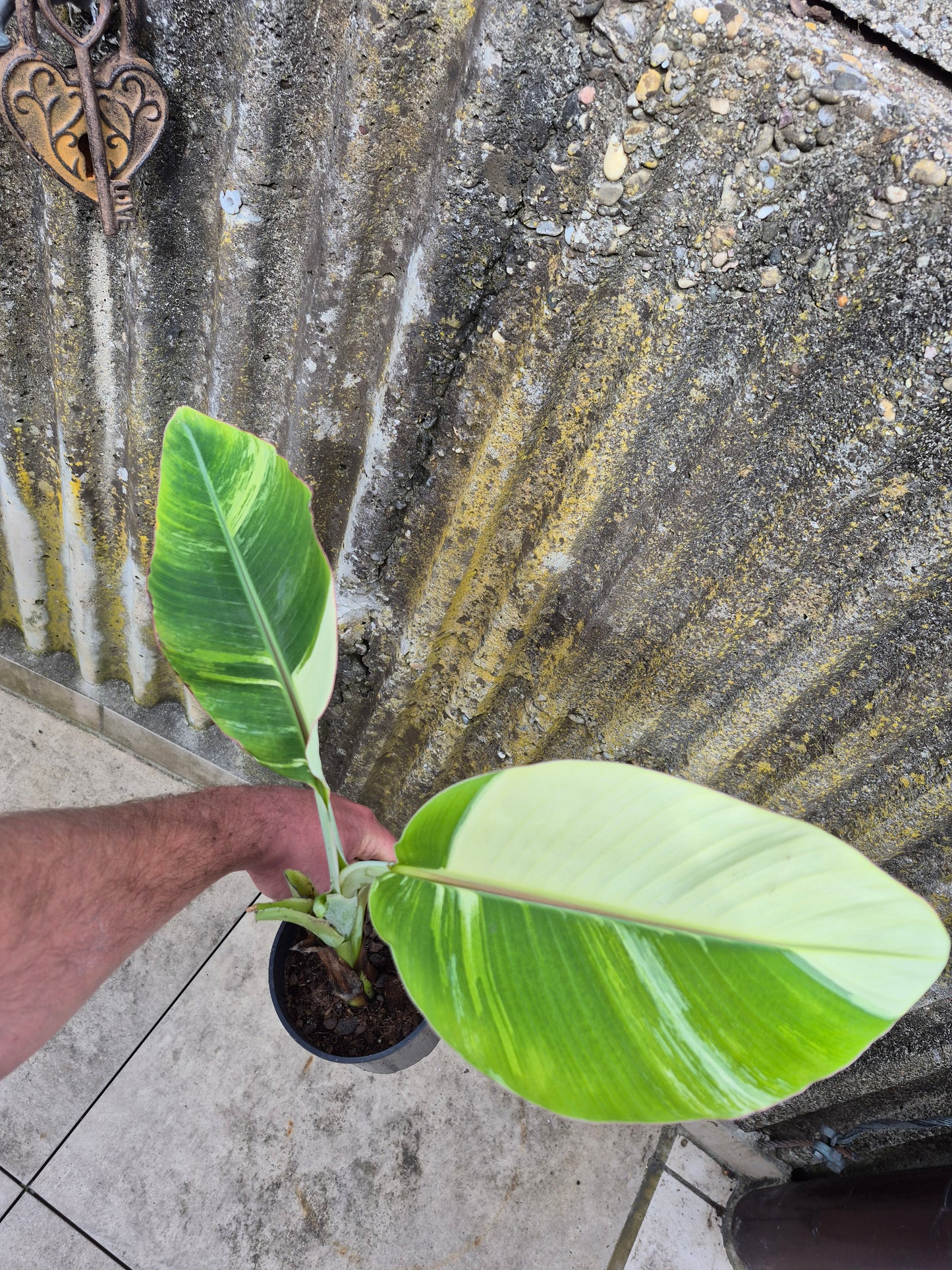 Musa cola variegata