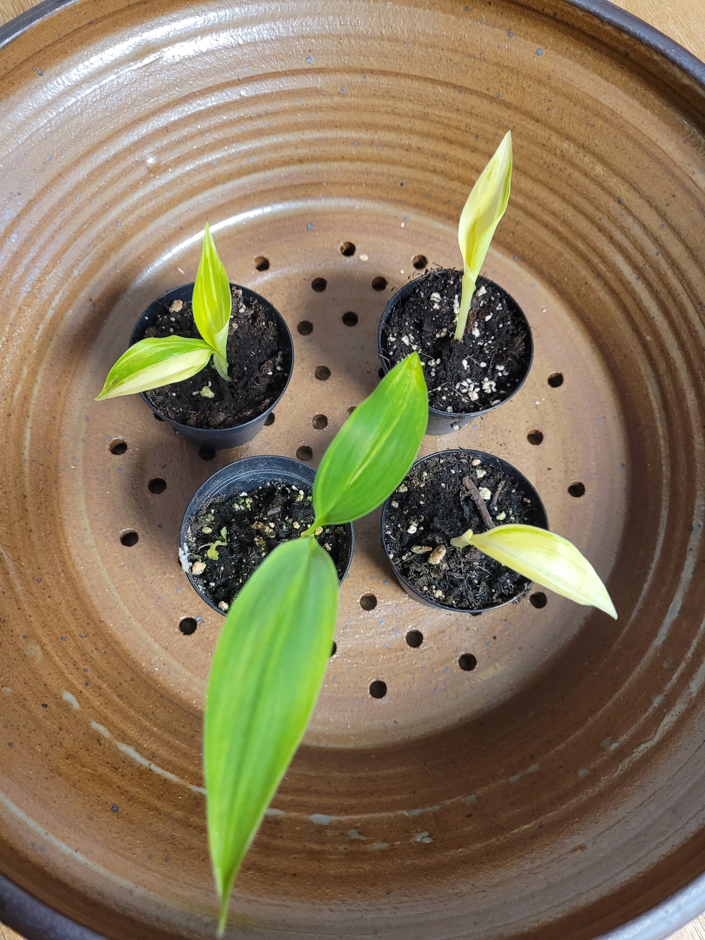 Musa variegata Samen Set