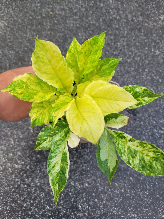 Amorphophallus konjac Variegata