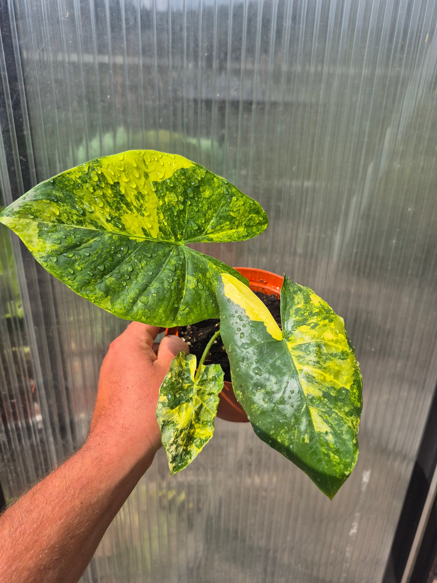 Alocasia Macrorrhizos Aurea variegata