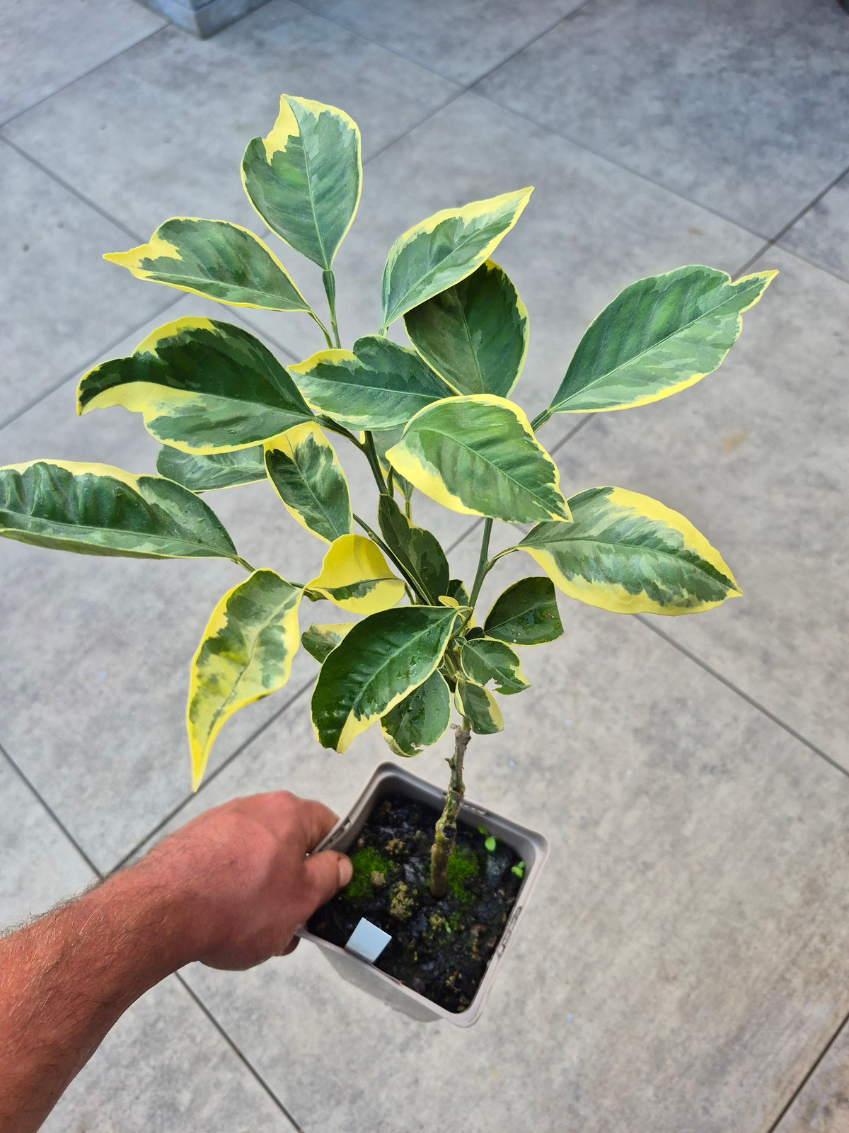 Citrus paradisii variegata