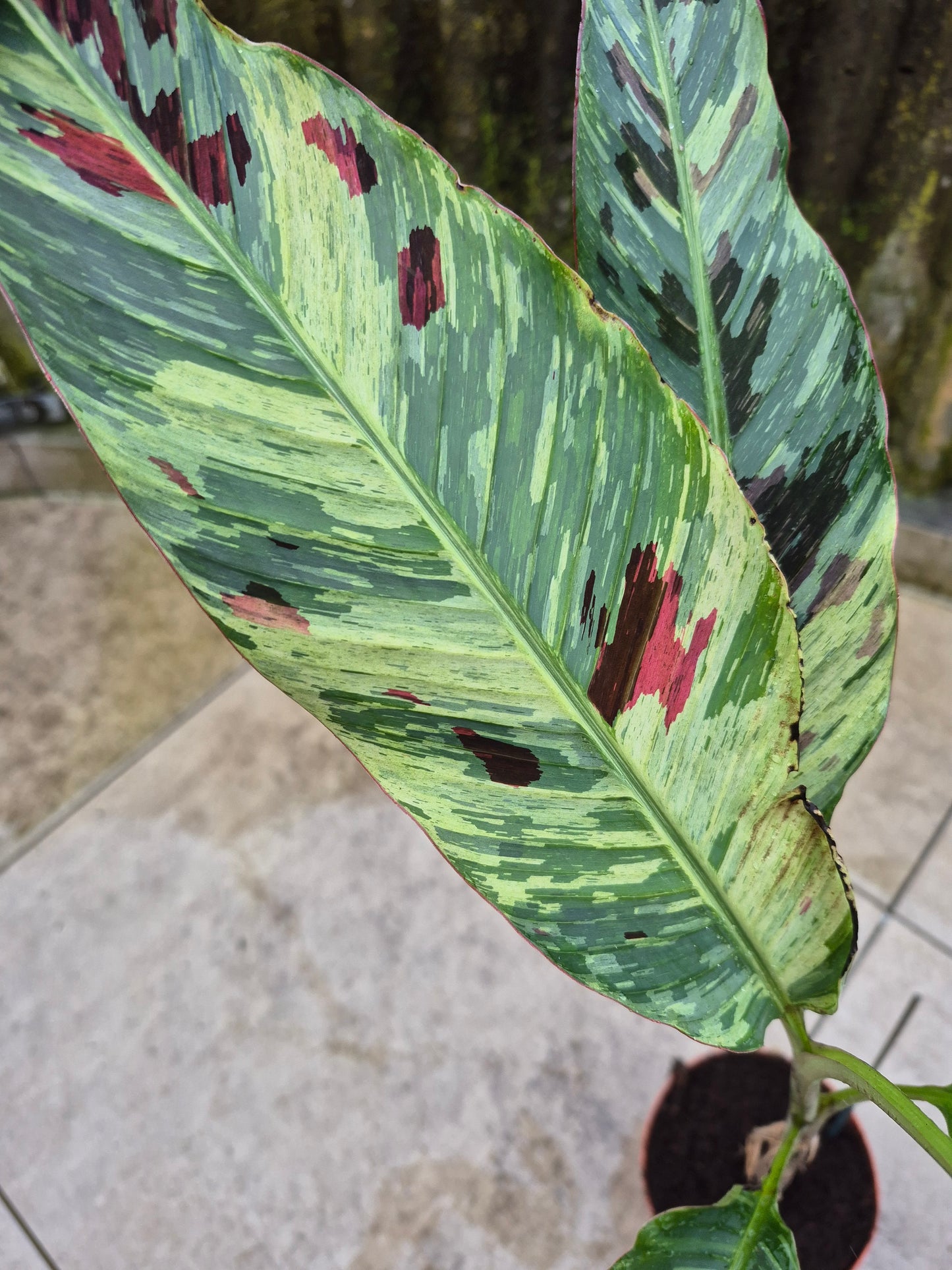Musa acuminata  Mint variegata