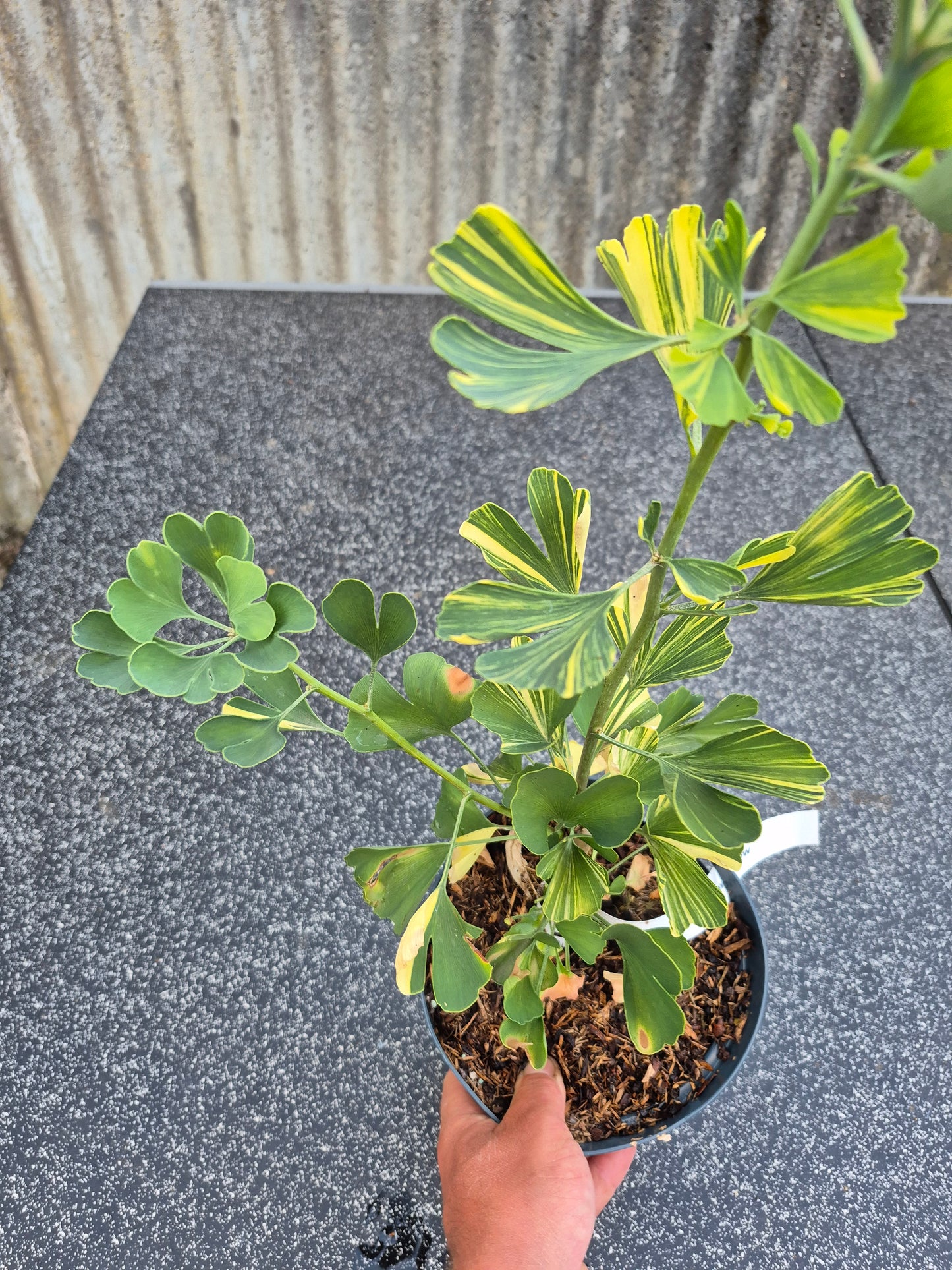 Ginkgo biloba Mellow Yellow