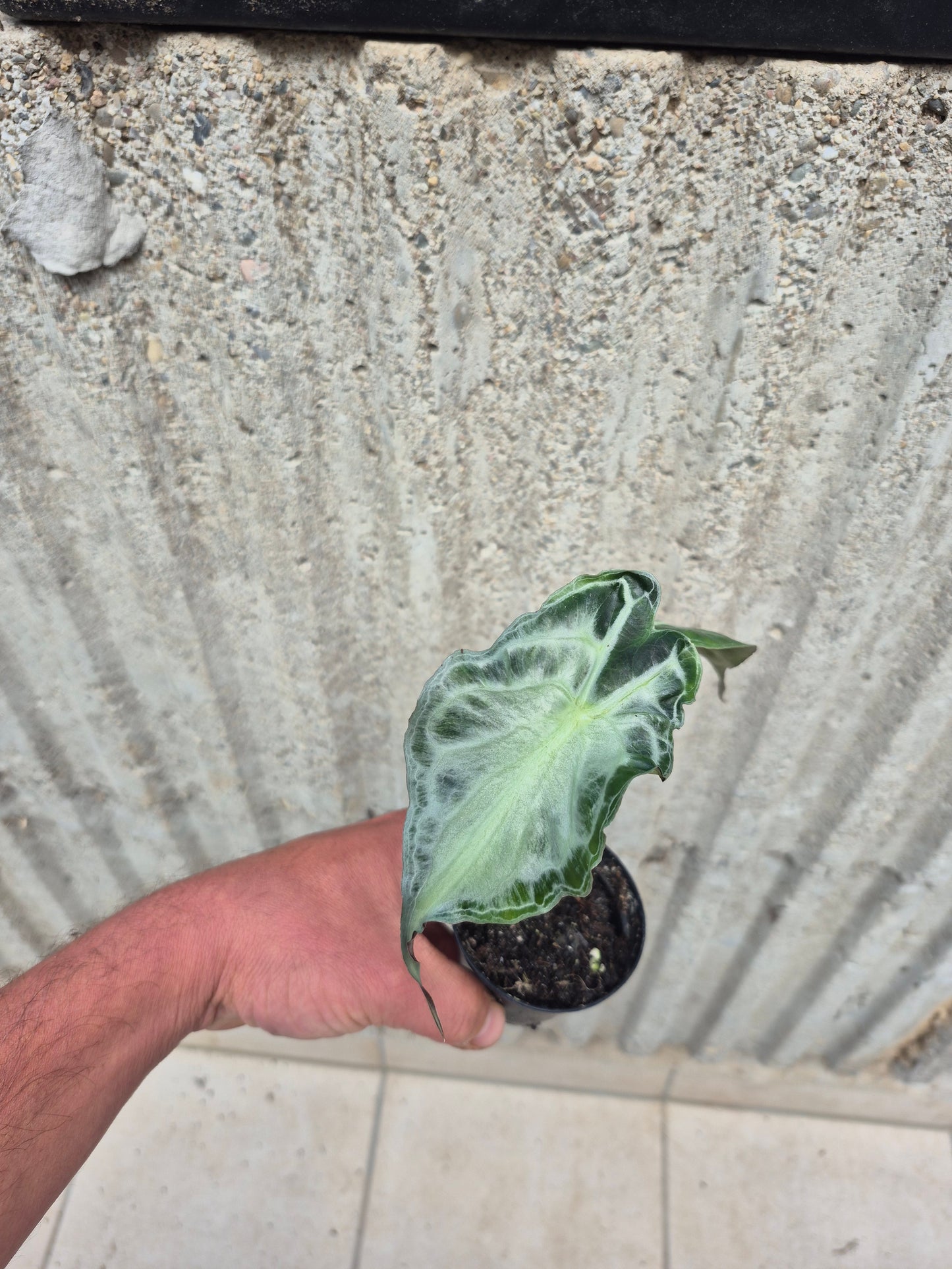 Alocasia Venom 2