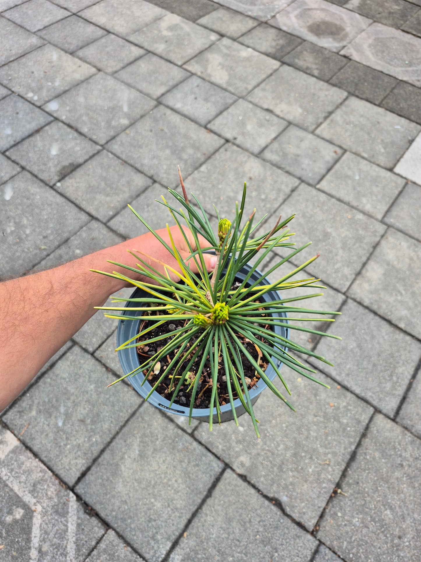 Sciadopitys variegata