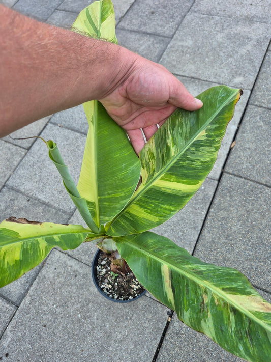 Musa Cavendish Variegata