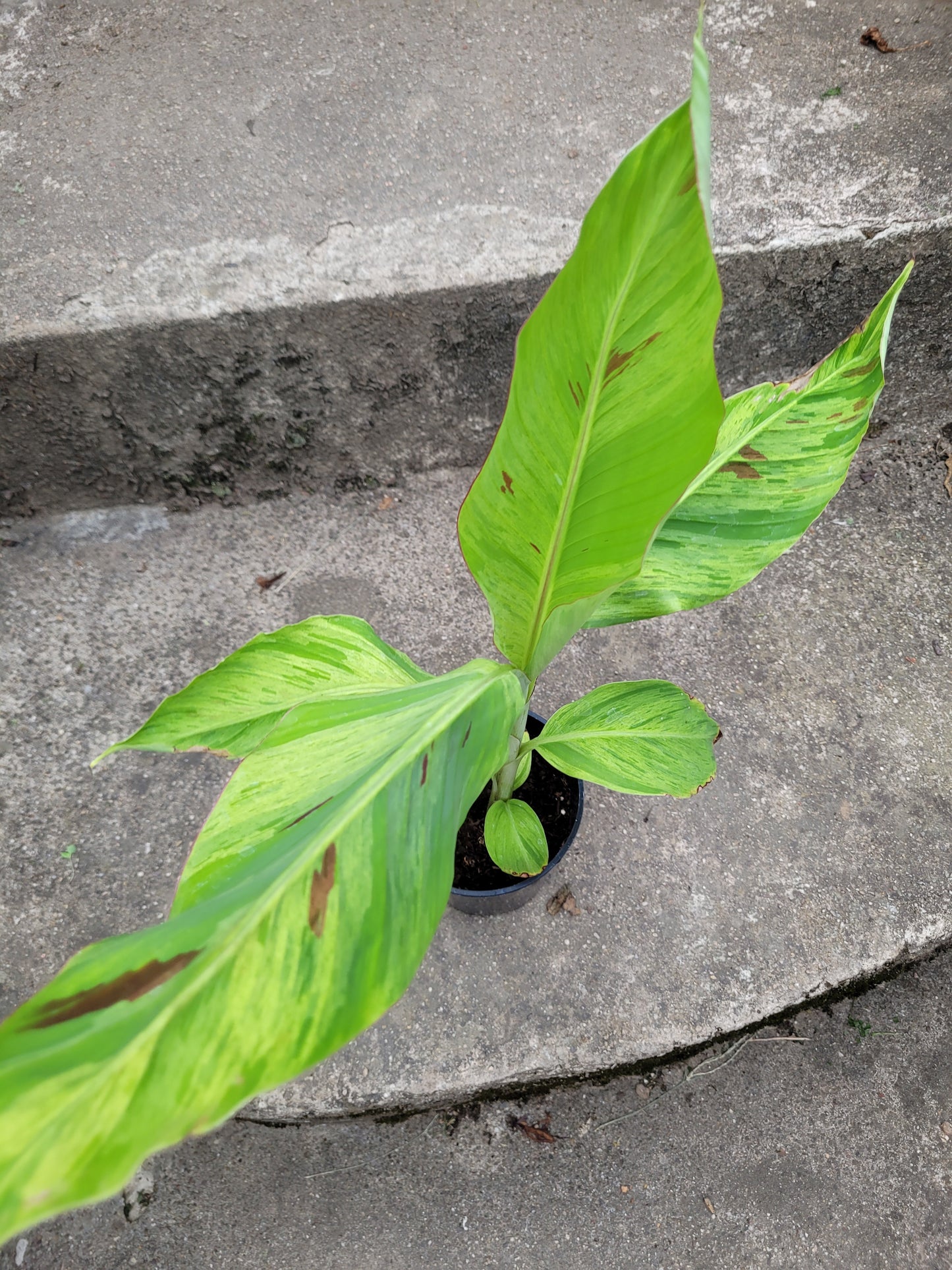 Musa acuminata  Mint variegata