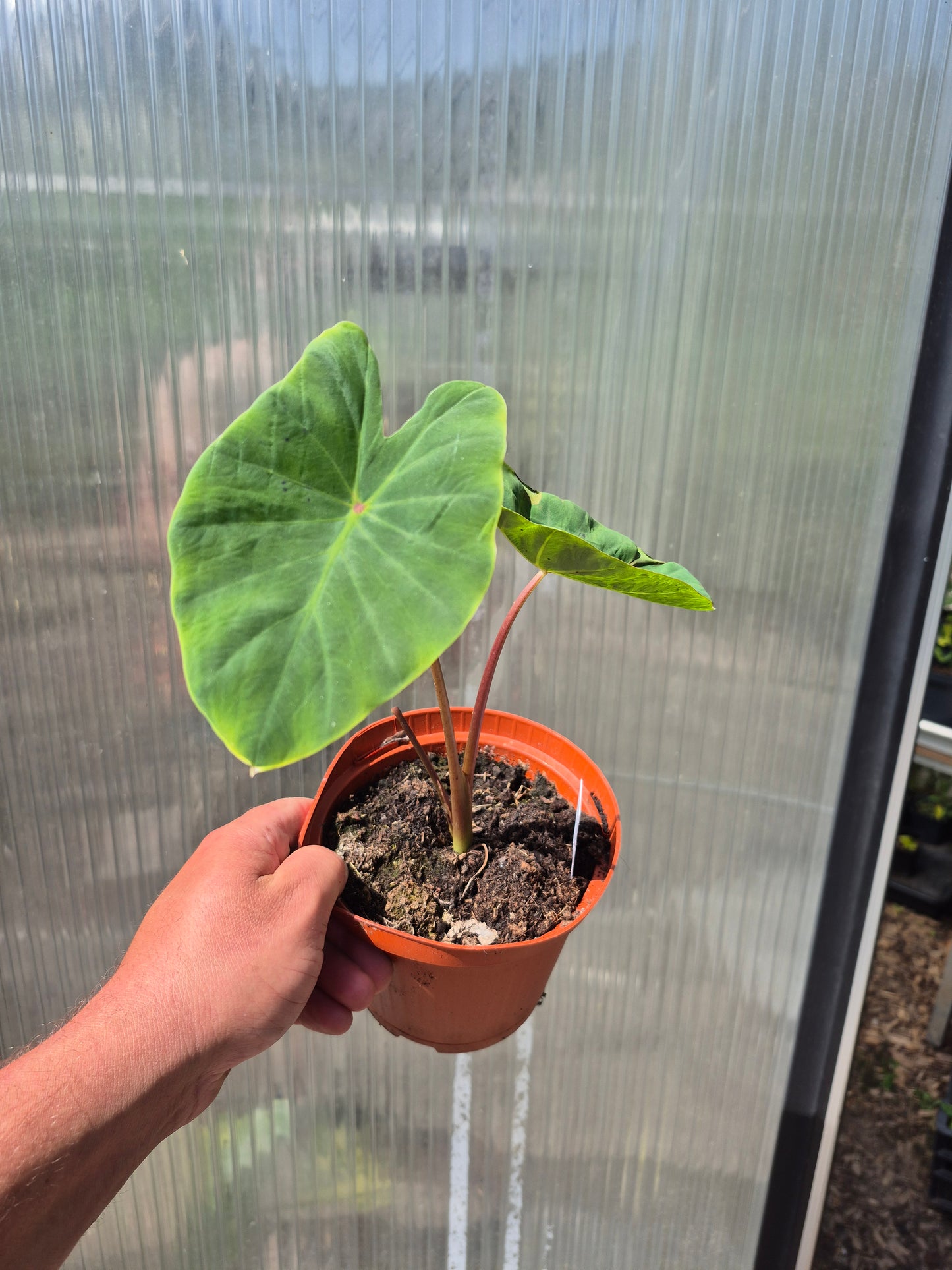 Colocasia Jade Magma