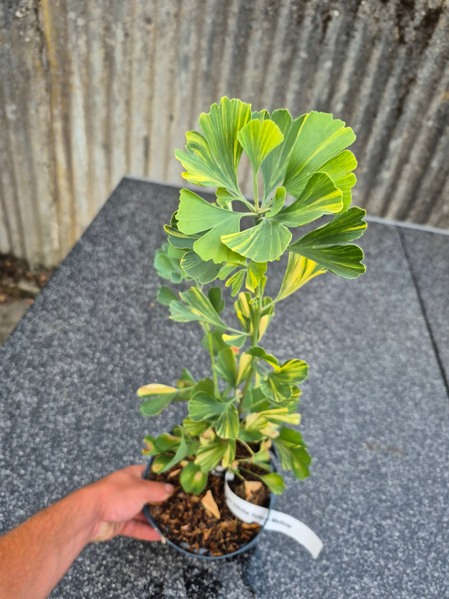Ginkgo biloba Mellow Yellow