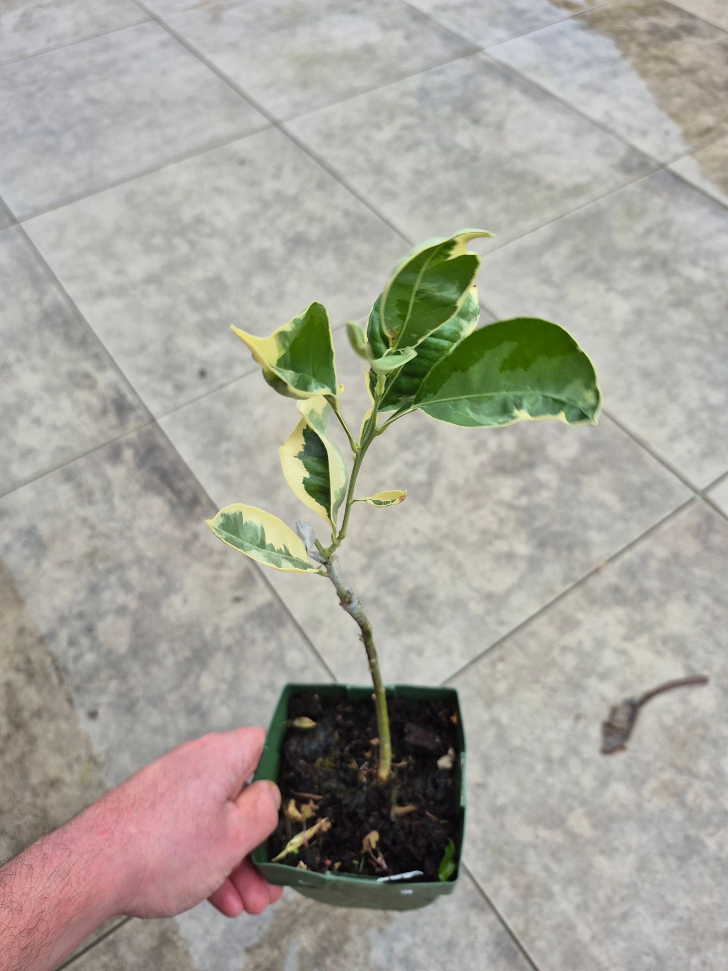 Citrus paradisii variegata