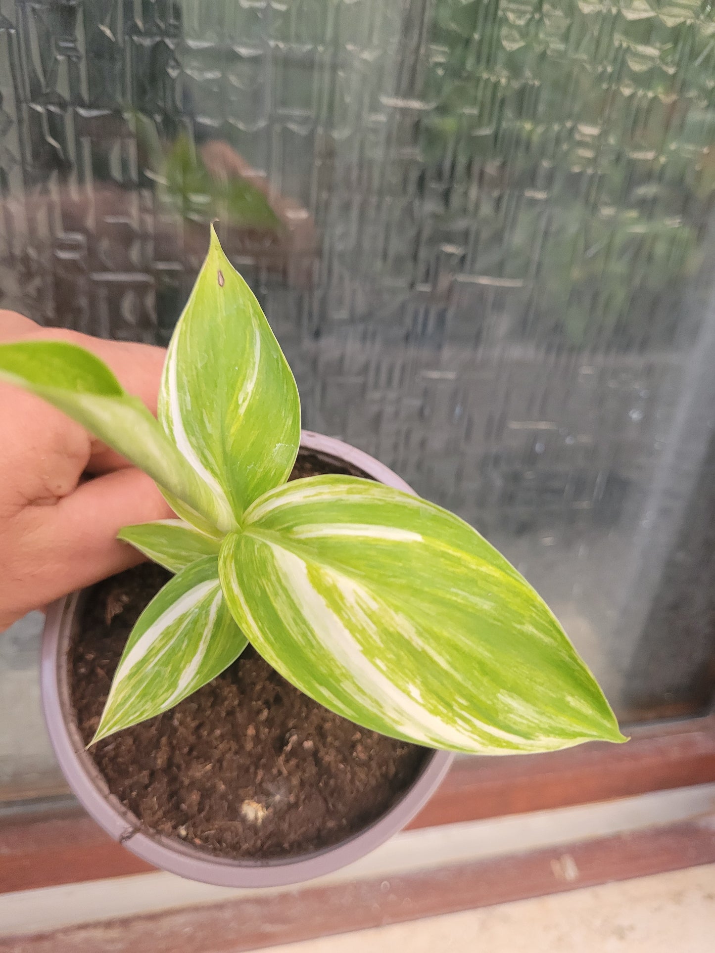 Musa variegata Samen Set