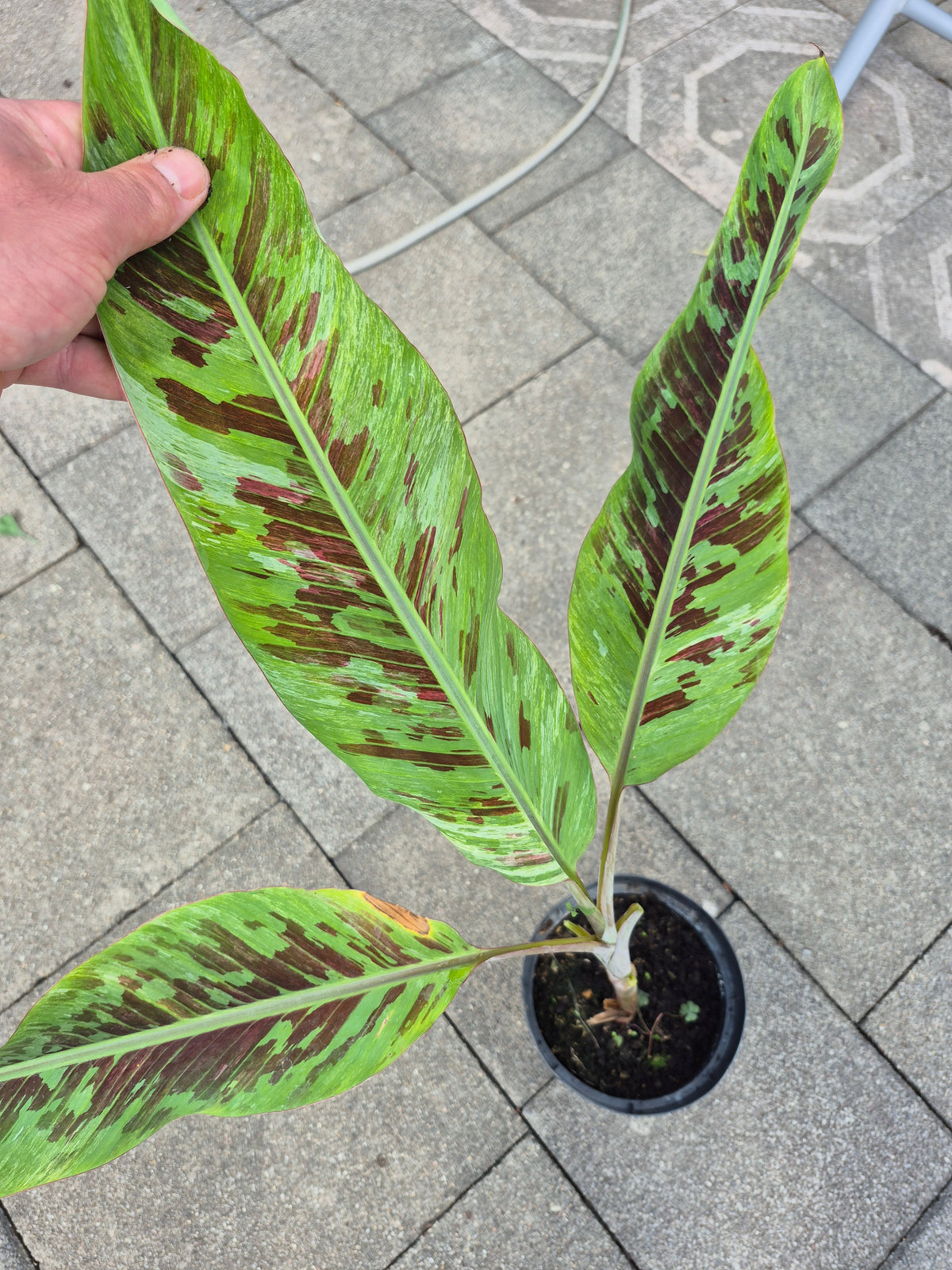 Musa tricolor variegata