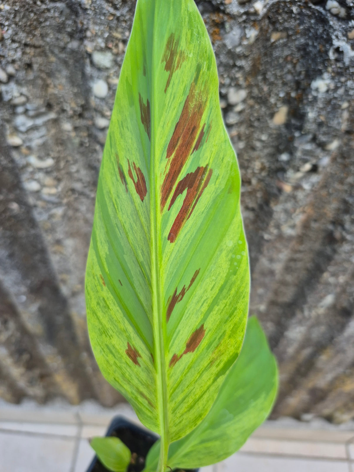 Musa acuminata  Mint variegata