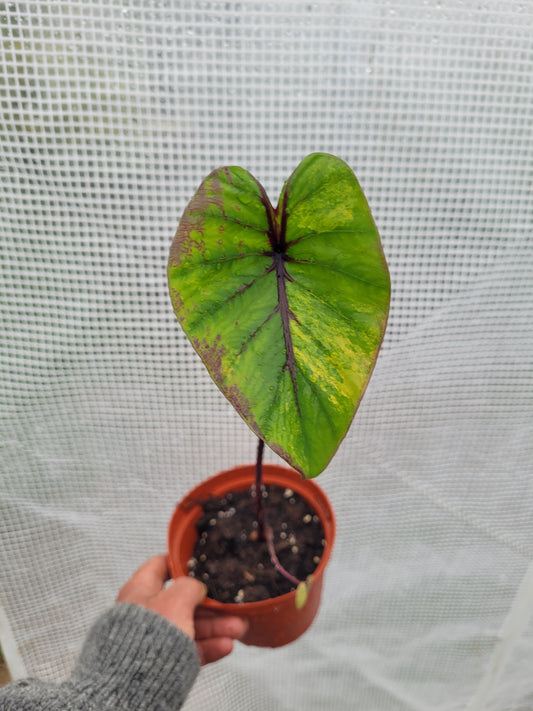 Colocasia PM Variegata