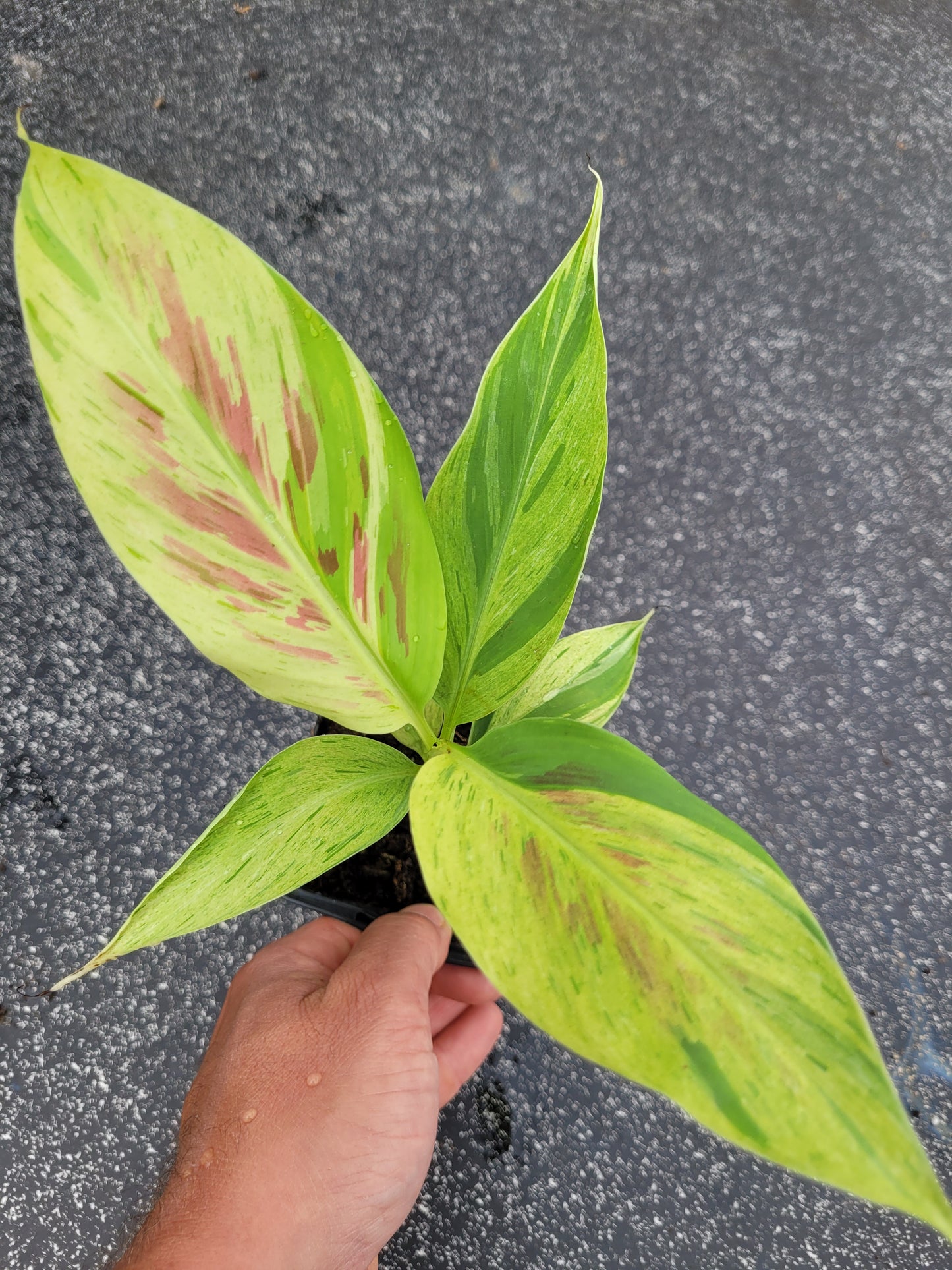 Musa acuminata  Mint variegata