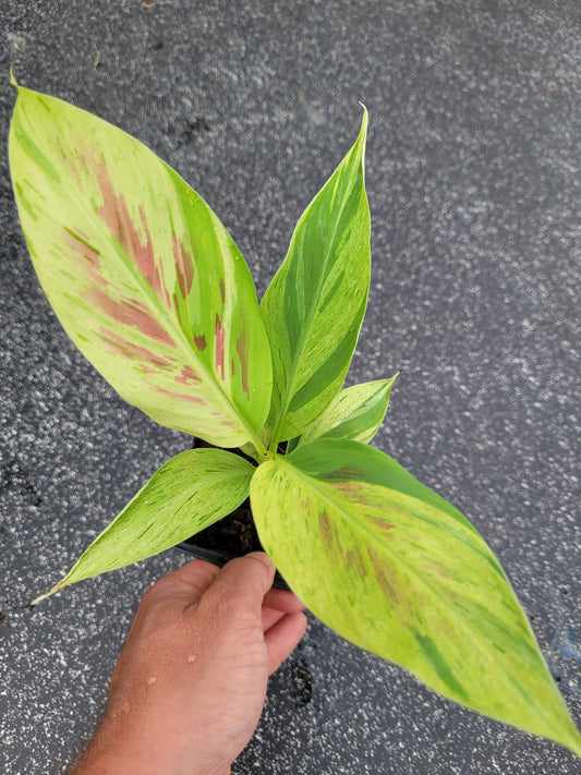Musa acuminata  Mint variegata
