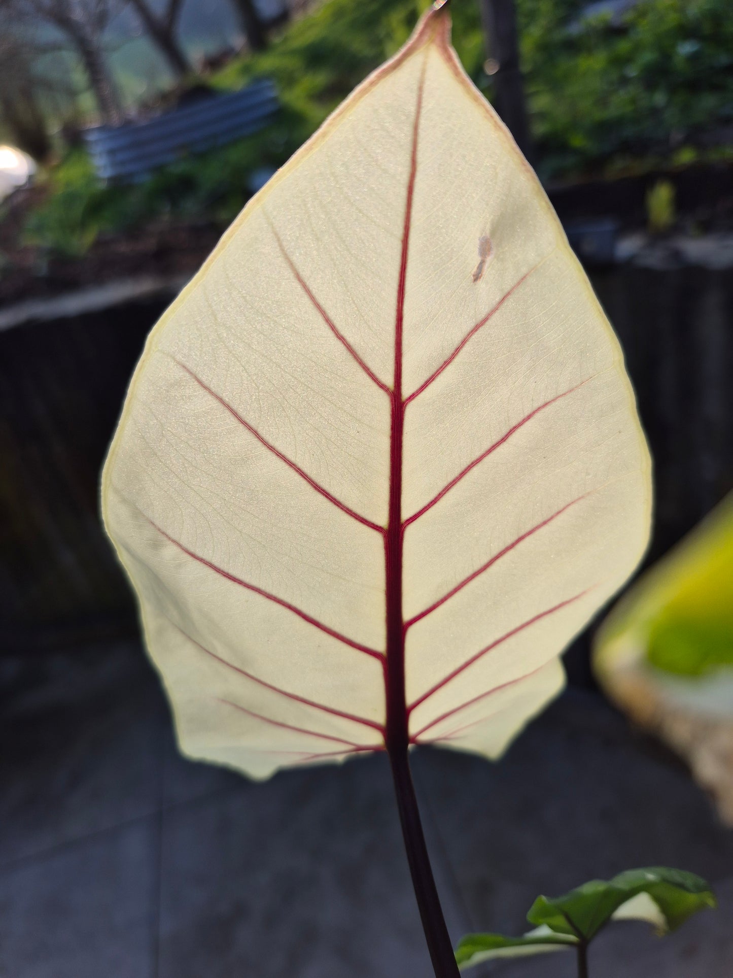 Alocasia Macrorrhizos Black Stem variegata 1 Rhizom