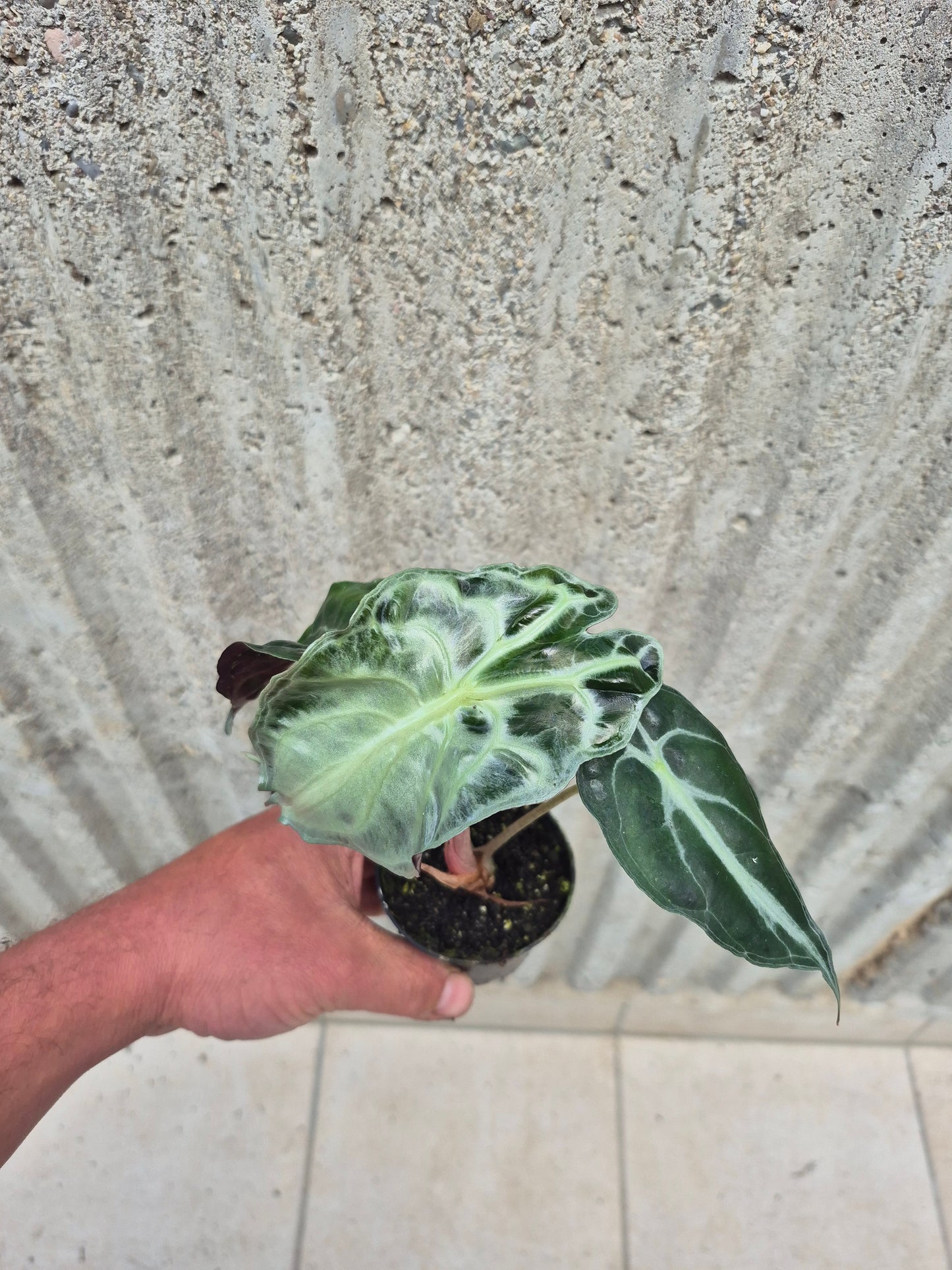 Alocasia Venom 1