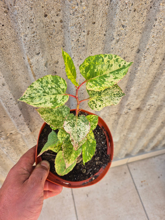 Knöterrich Variegata